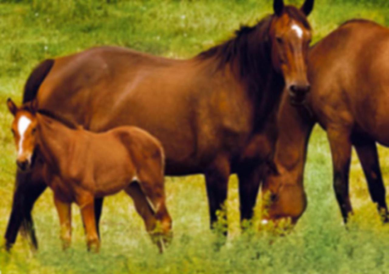 Gite Les Aubues Lormes ภายนอก รูปภาพ